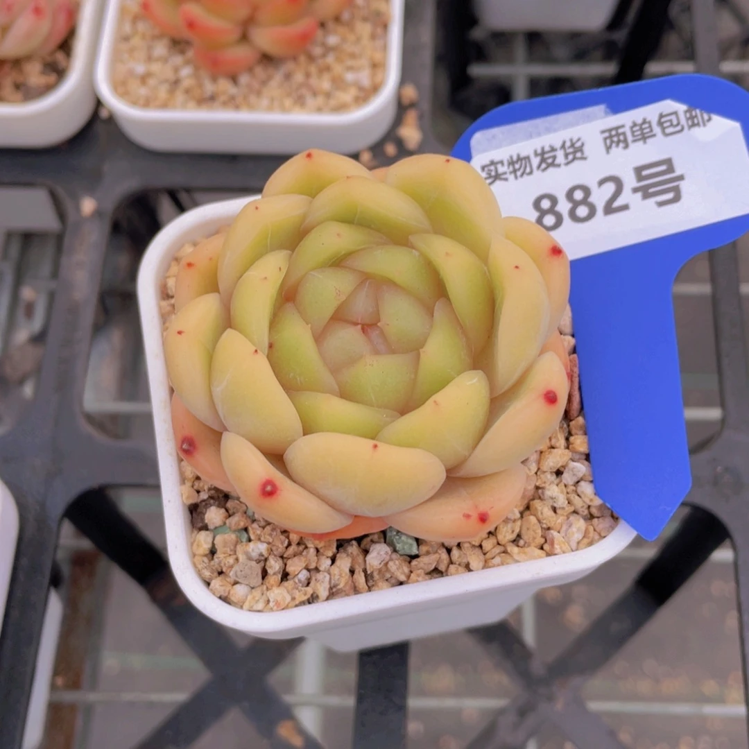 882号冰透果冻色珍妮新品