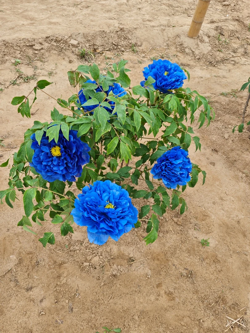 【蓝月亮和爱丽丝】观赏牡丹8年老桩(先发花肥秋季发苗)