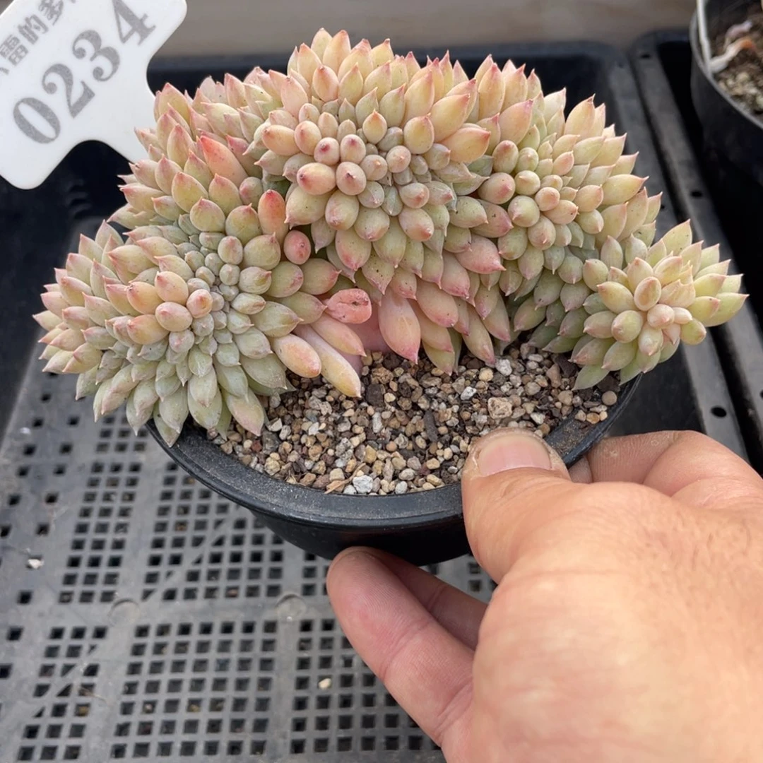 0234冰淇淋不带盆14厘米