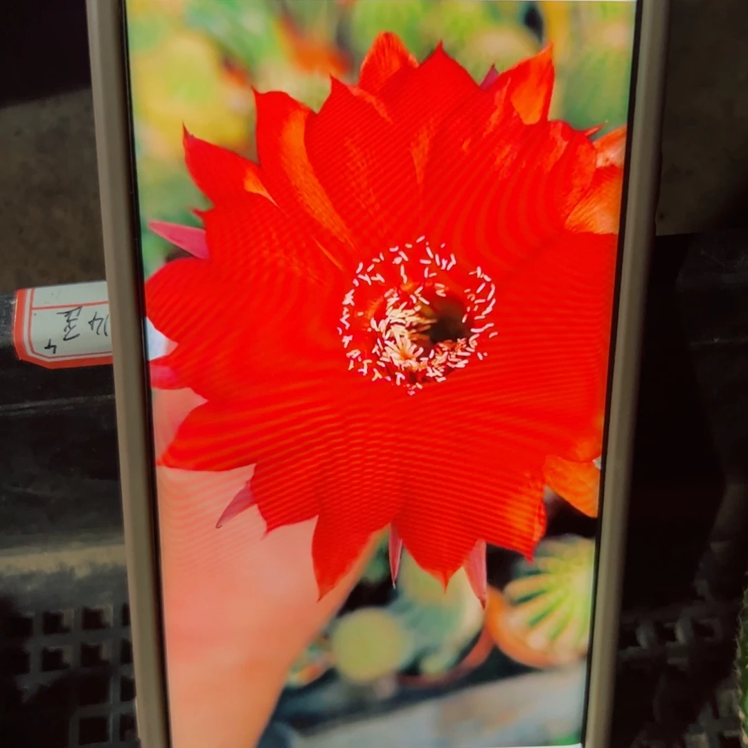 下52金刚14 歪无根侧芽4公分左右20包邮包