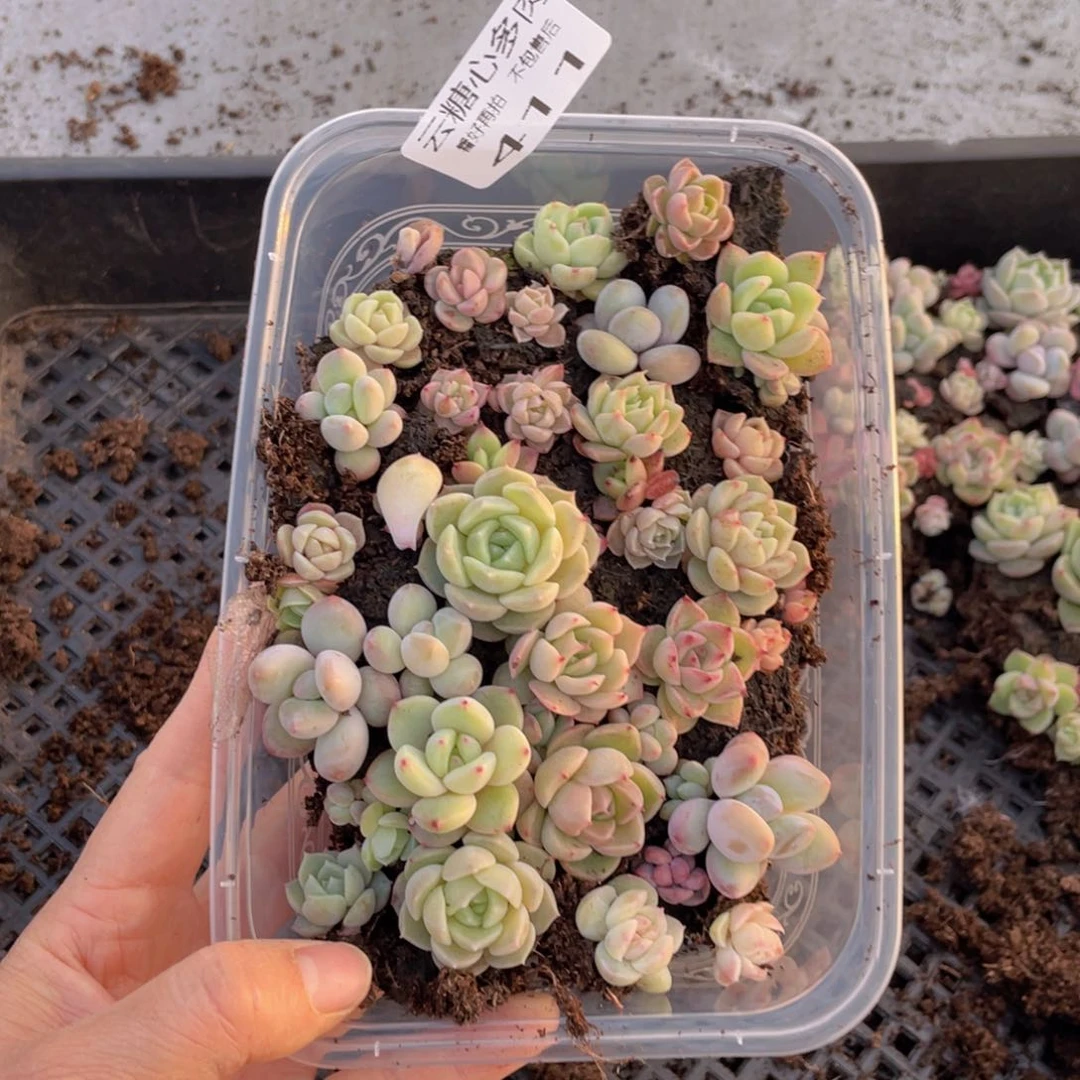 云糖心多肉植物411