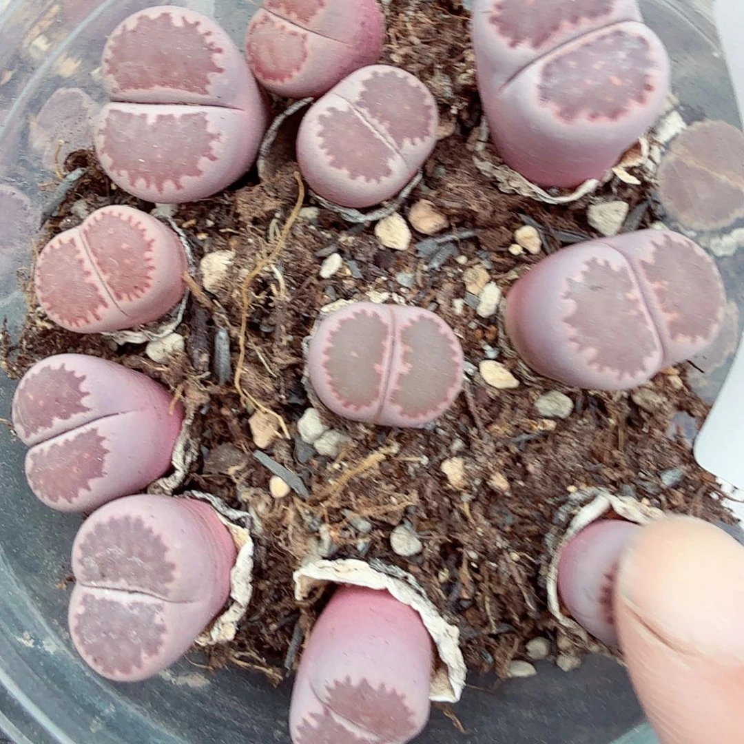 你也快回来吃饭哦我050这个