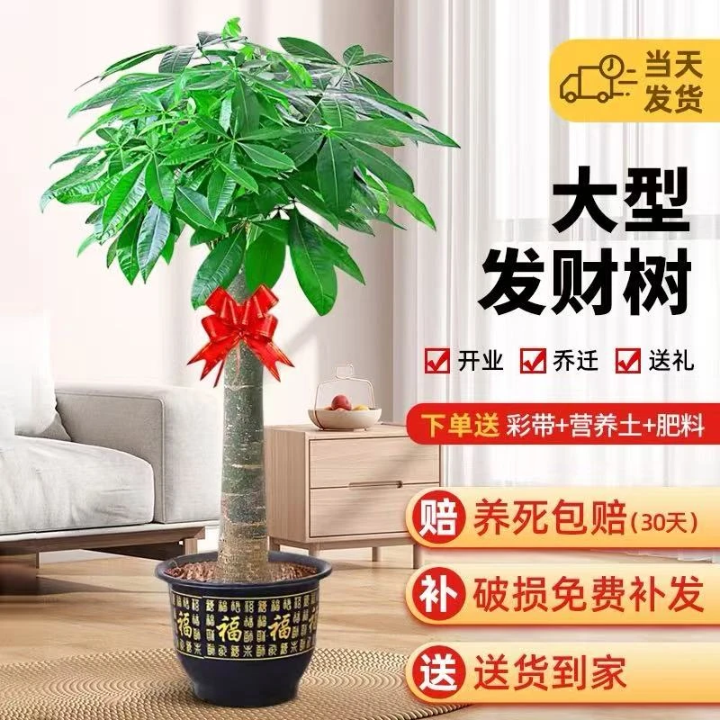 【送货上门】1.3 - 1.5米单杆大型发财树室内客厅开业绿植送礼佳品