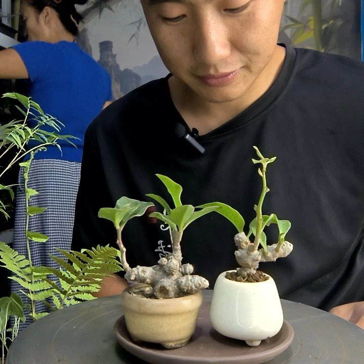 ?*?中青园艺一物一拍19