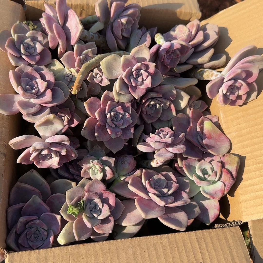 3***7箱拍紫乐多肉多肉