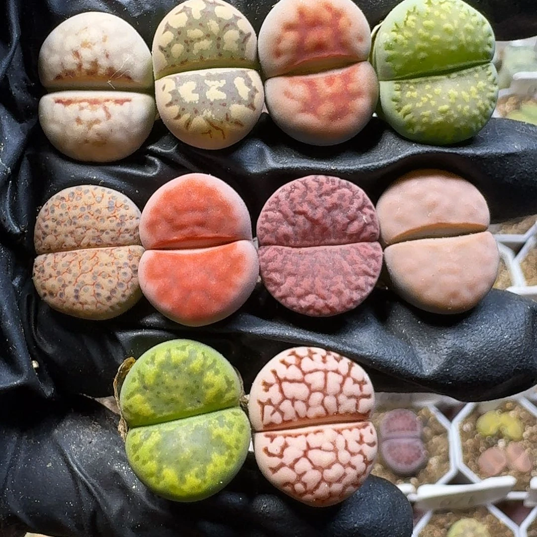 生石花111111。   239