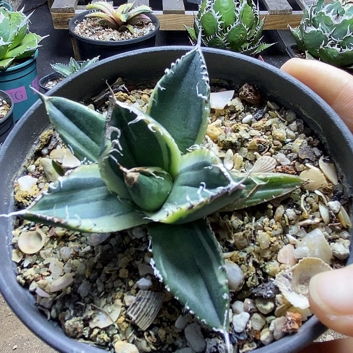 立可白白腹轮。