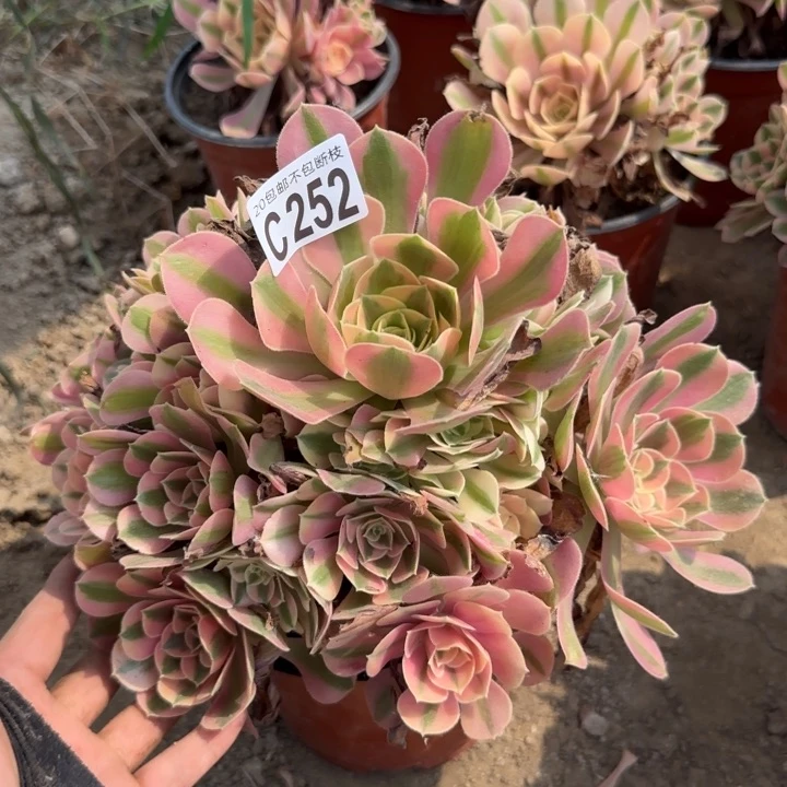 女巫……多肉植物……