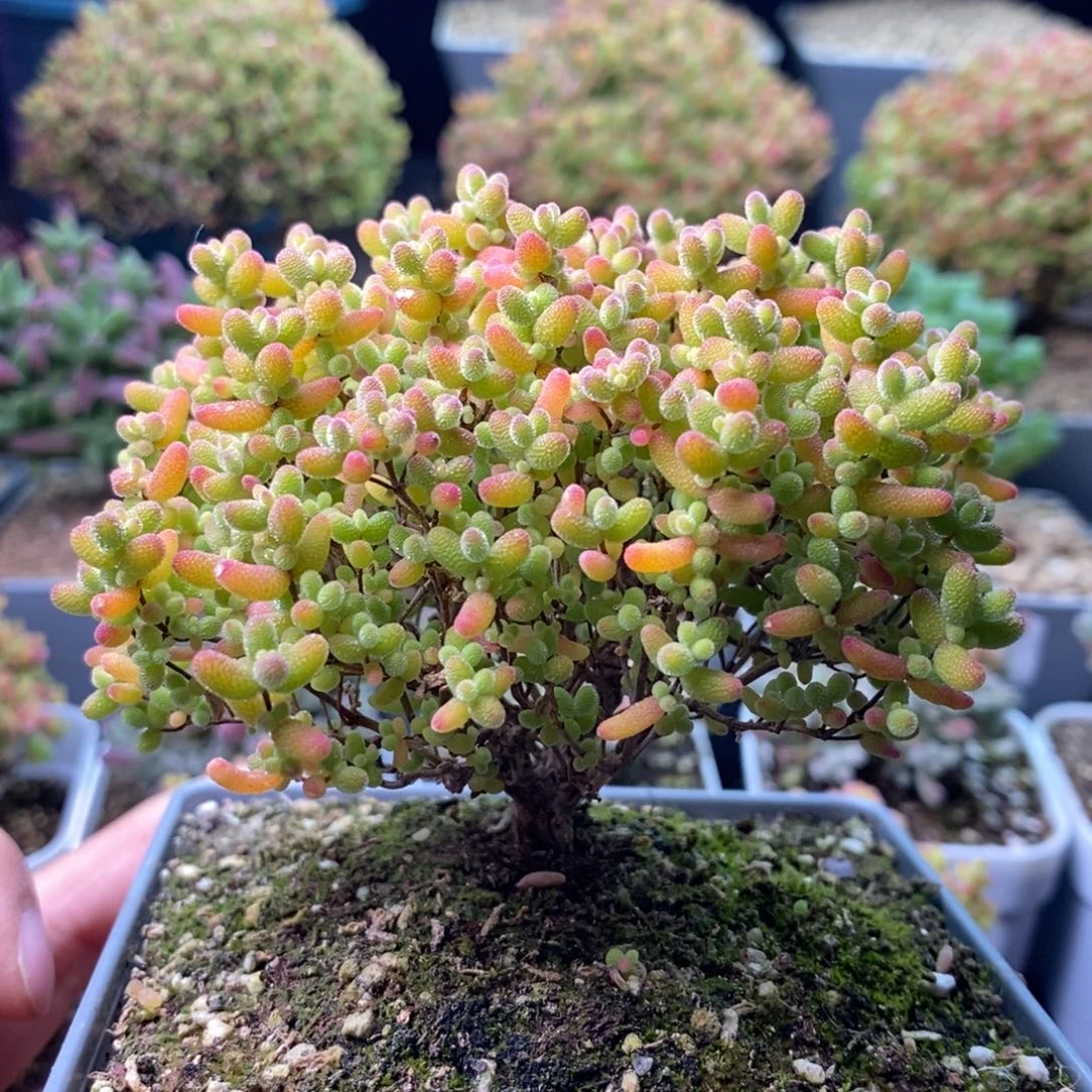 2414蜜橘糖球 。