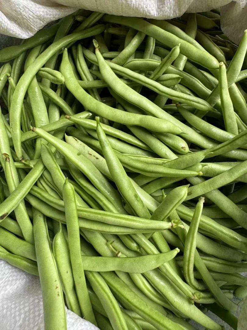 【四季豆】永丰君埠农家土货露天种植应季新鲜四季豆