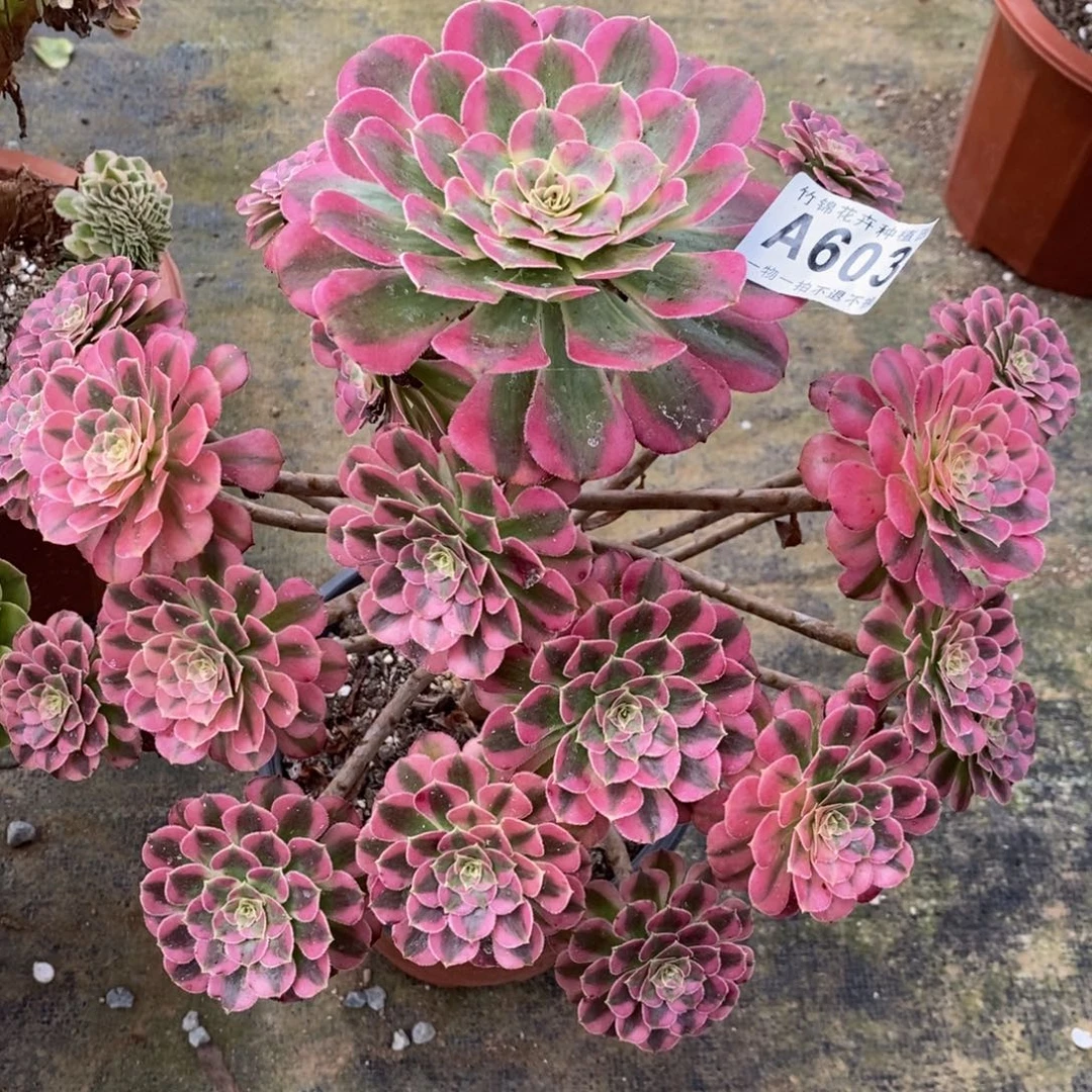 603妖桩福利祝融，