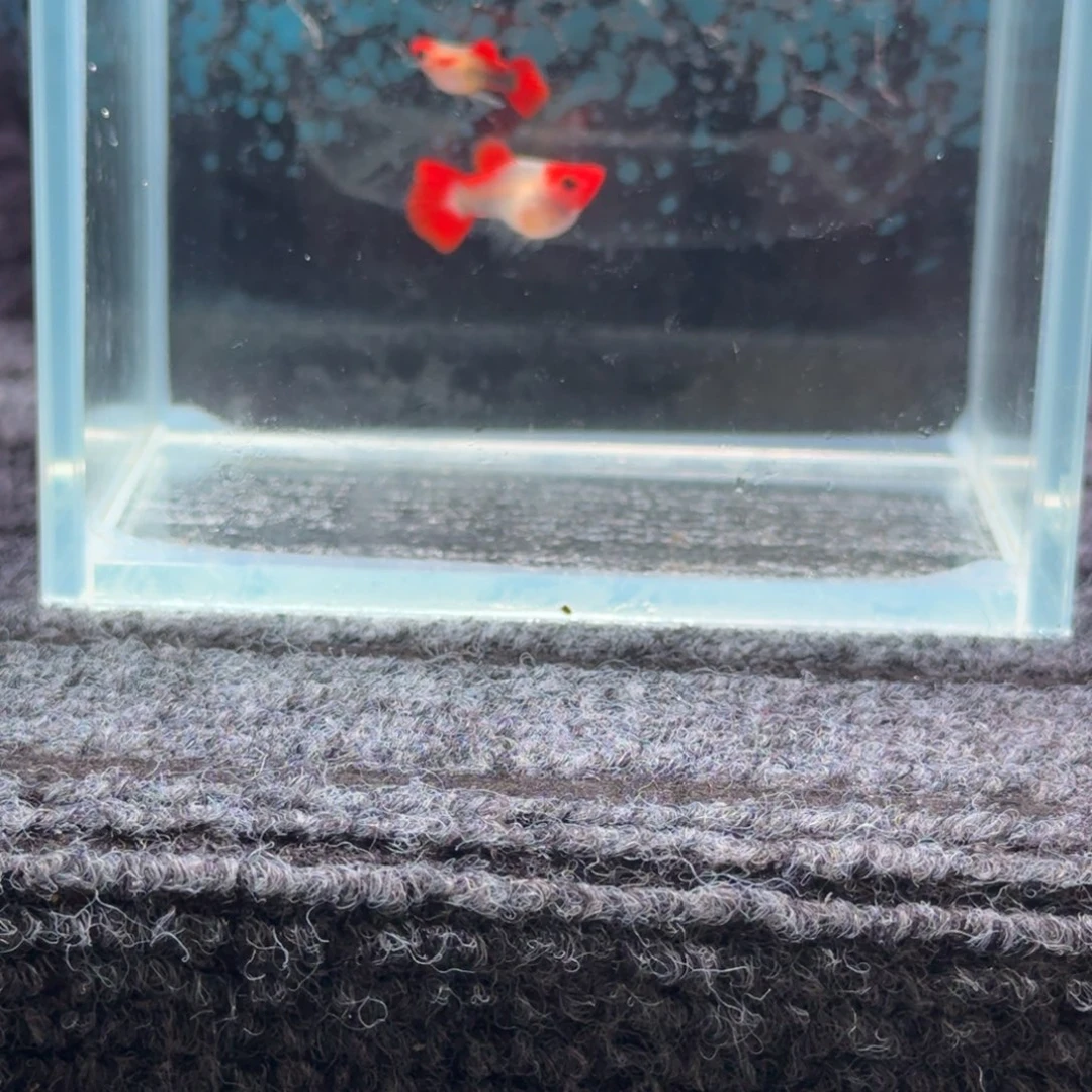 孔雀鱼红头玻璃猫短球一组2号