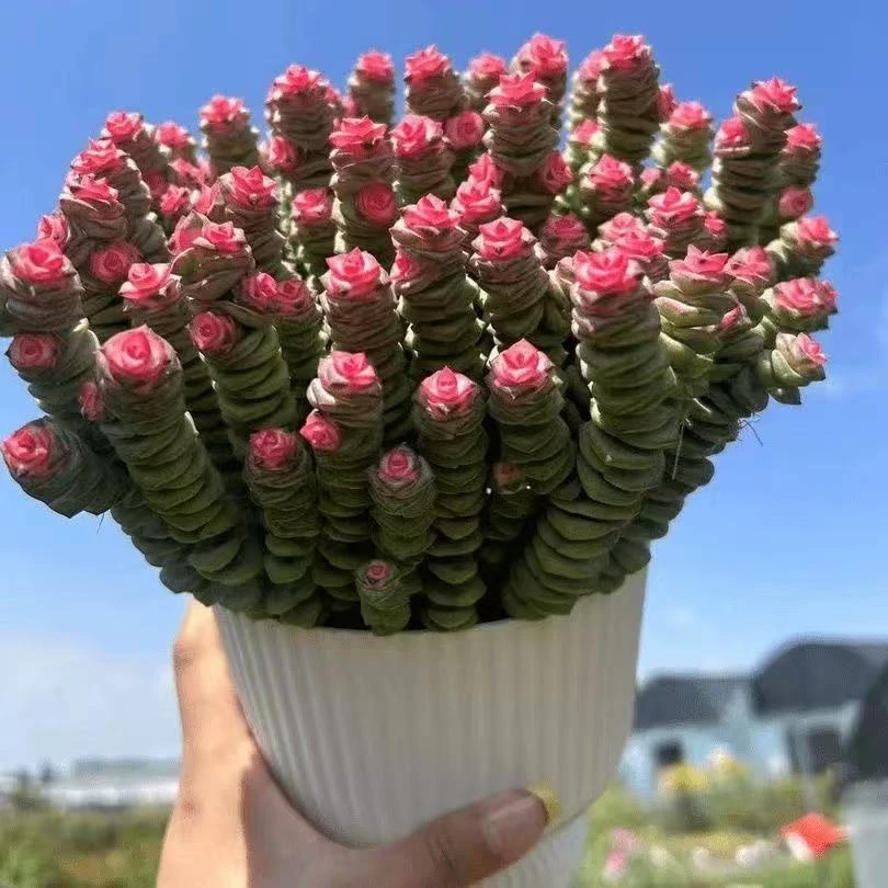 钱串子多肉植物室内盆栽花卉绿植旺宅钱多多大颗好养四季肉肉鲜花