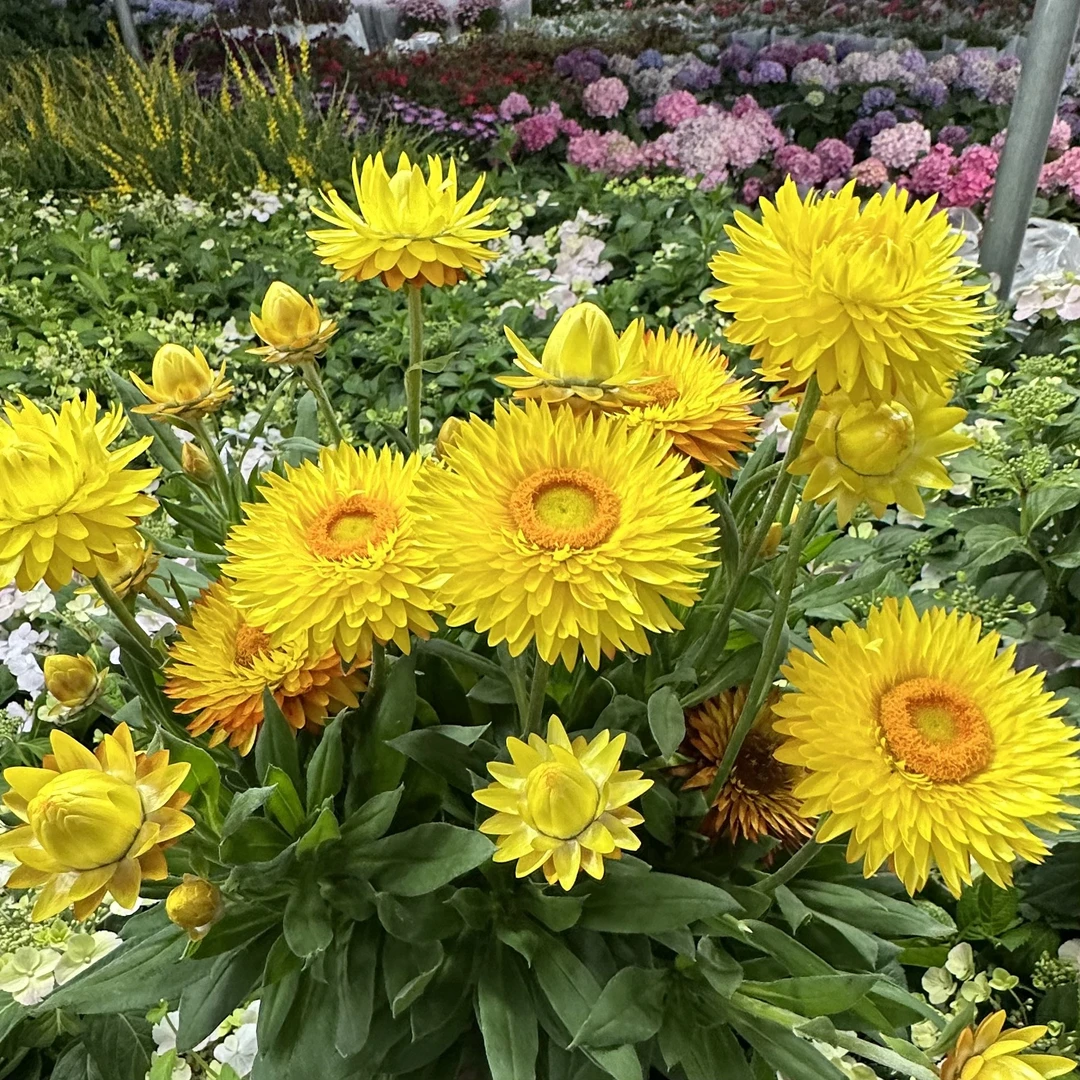 麦秆菊【规格选拍】盆栽多年生易爆花新手易养护喜阳植物