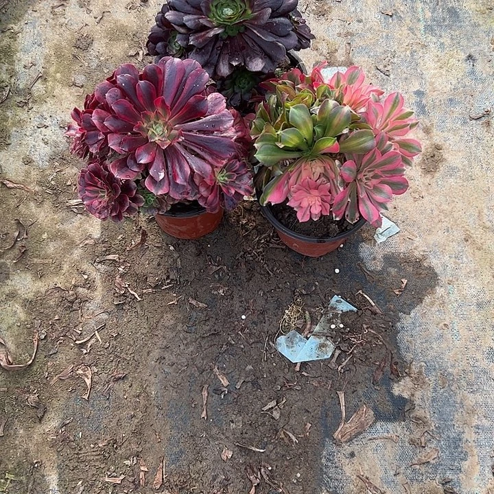 不包侧枝一物一拍15