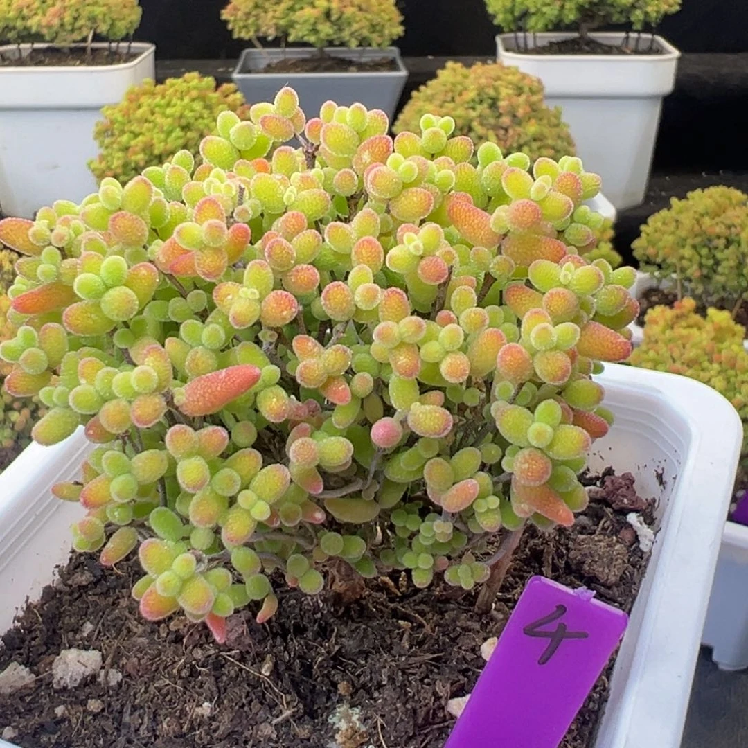 4号10cm盆蜜橘糖球