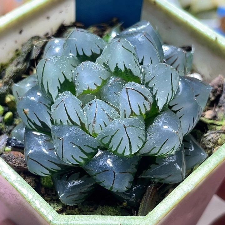 657水中月特选福利一物