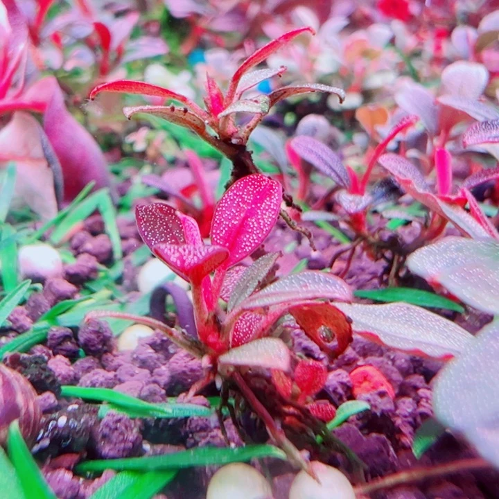 福利100号福利价植物一头（6号缸