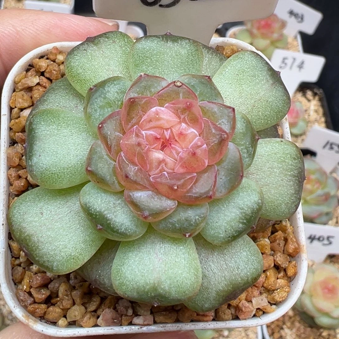 832号风花雪月系列流萤