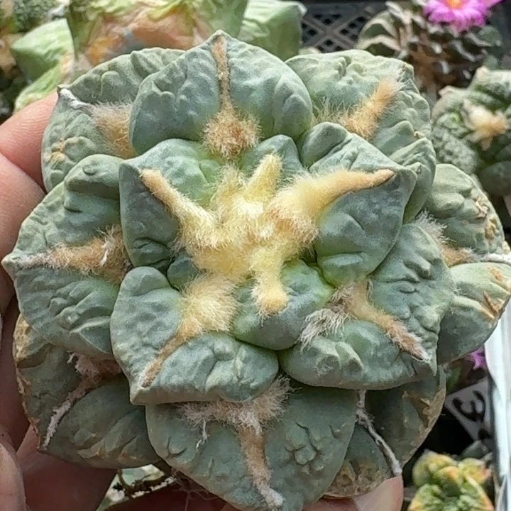 无花朵苗接龟甲青瓷278