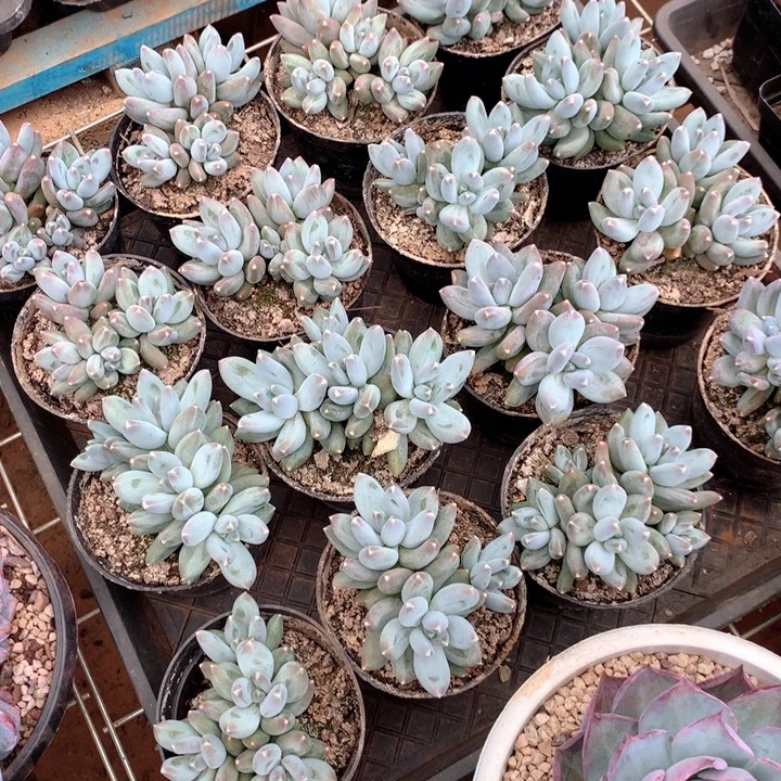 松果美人2颗两单包邮