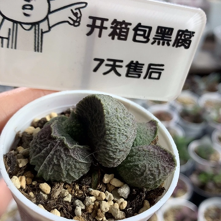 巨猪宝–专拍专拍专拍