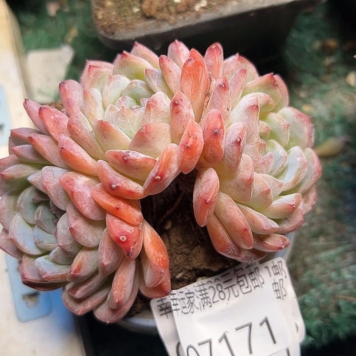 幸运的是你能给我们