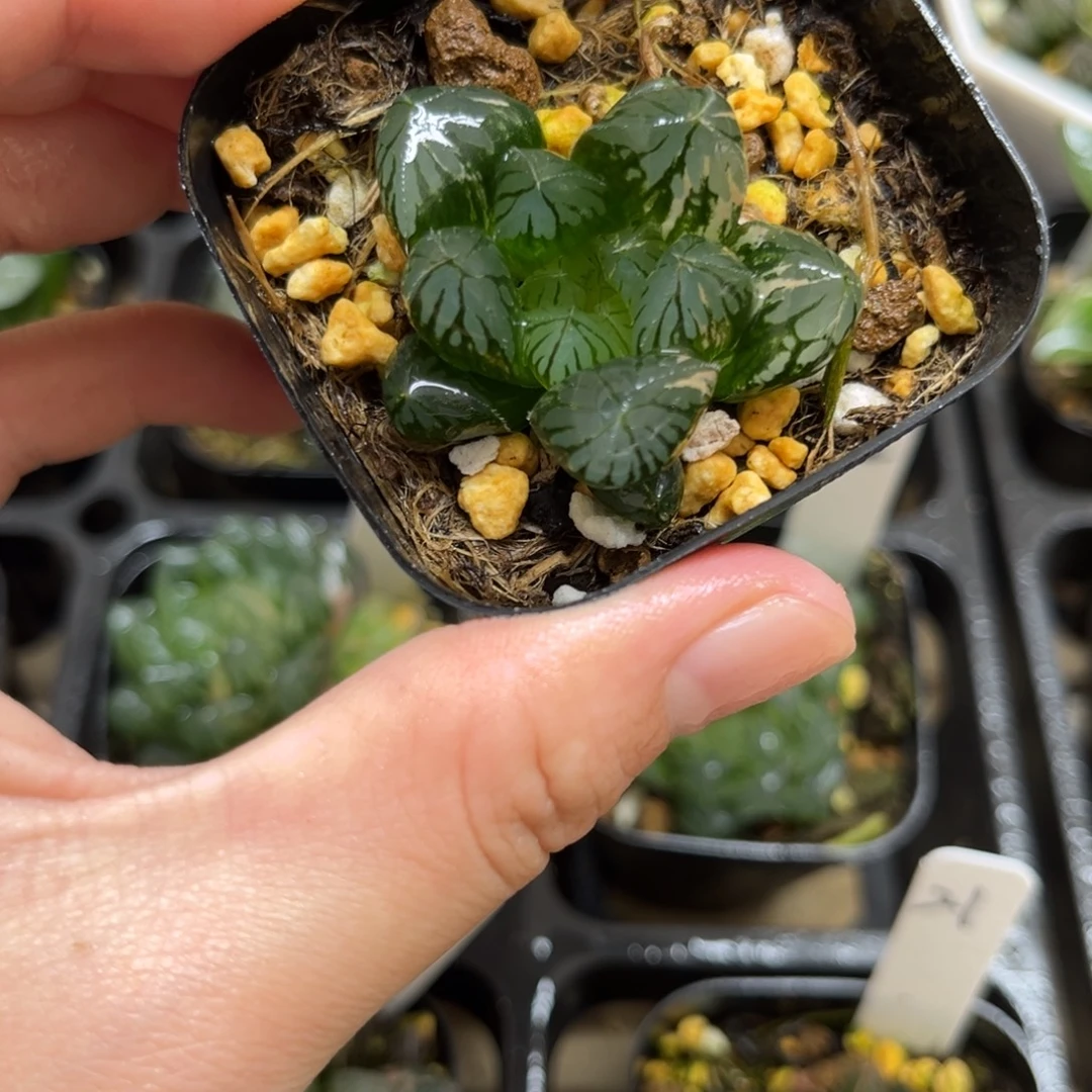 6水晶灯玉露锦一物一拍