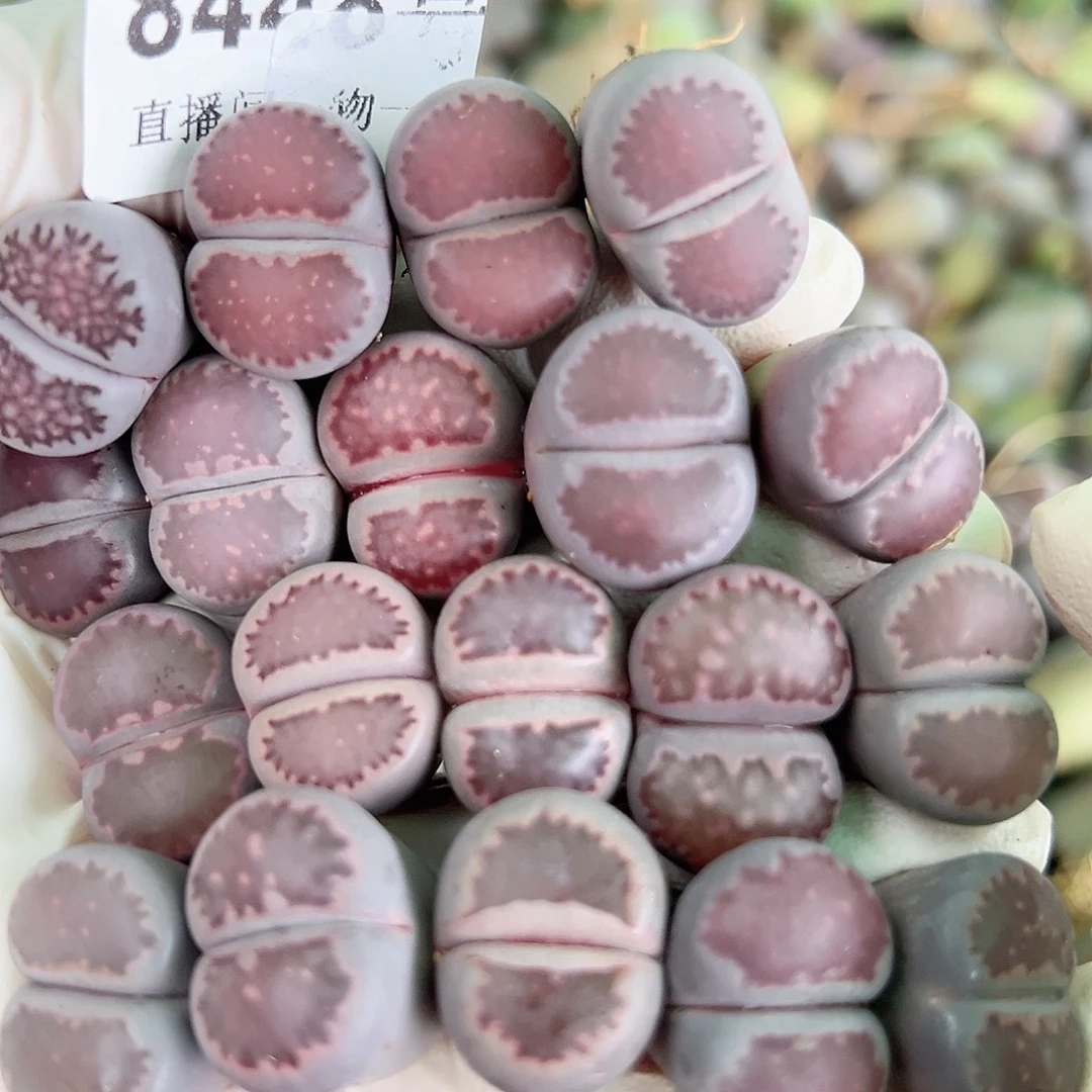 8448 好养易活生石花大母本19个