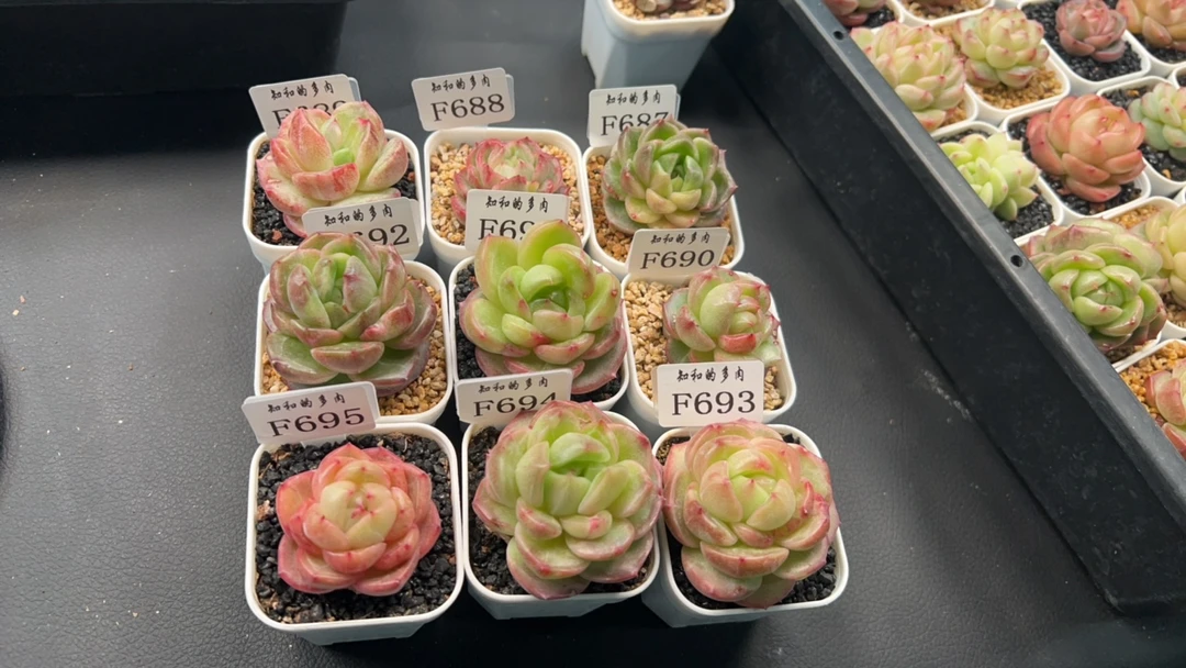 知和的多肉专拍链接