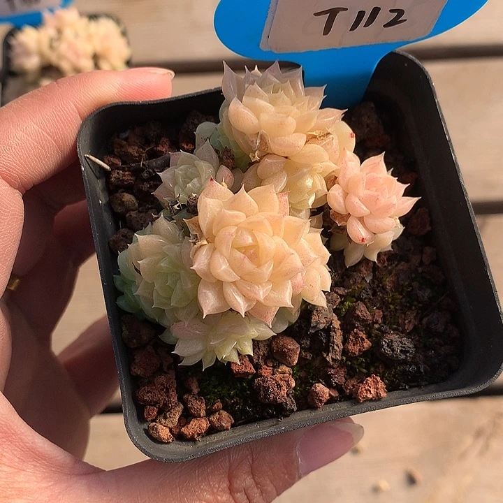 开播福利麦杆透体群生T112