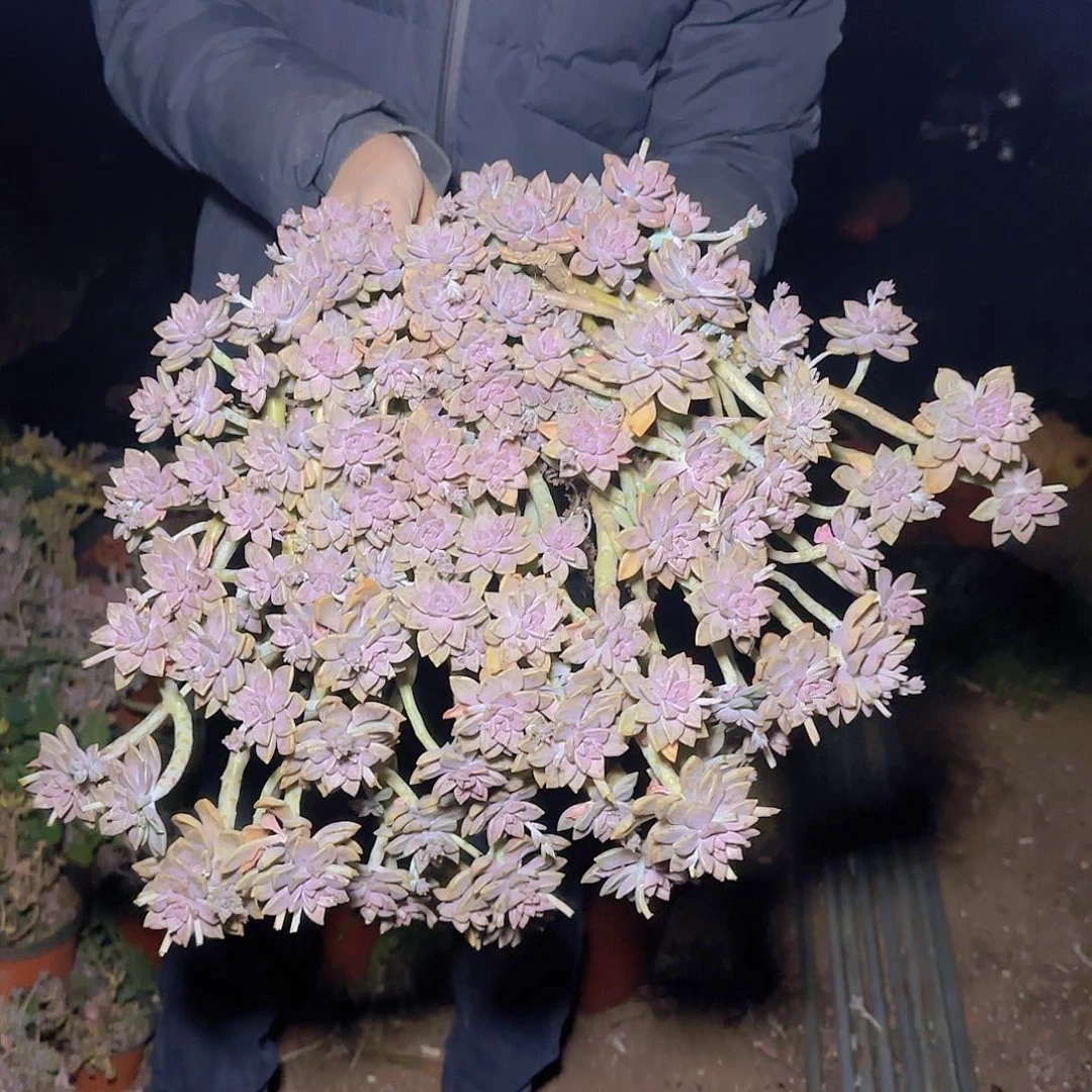 盆栽阿伦陪多肉多肉