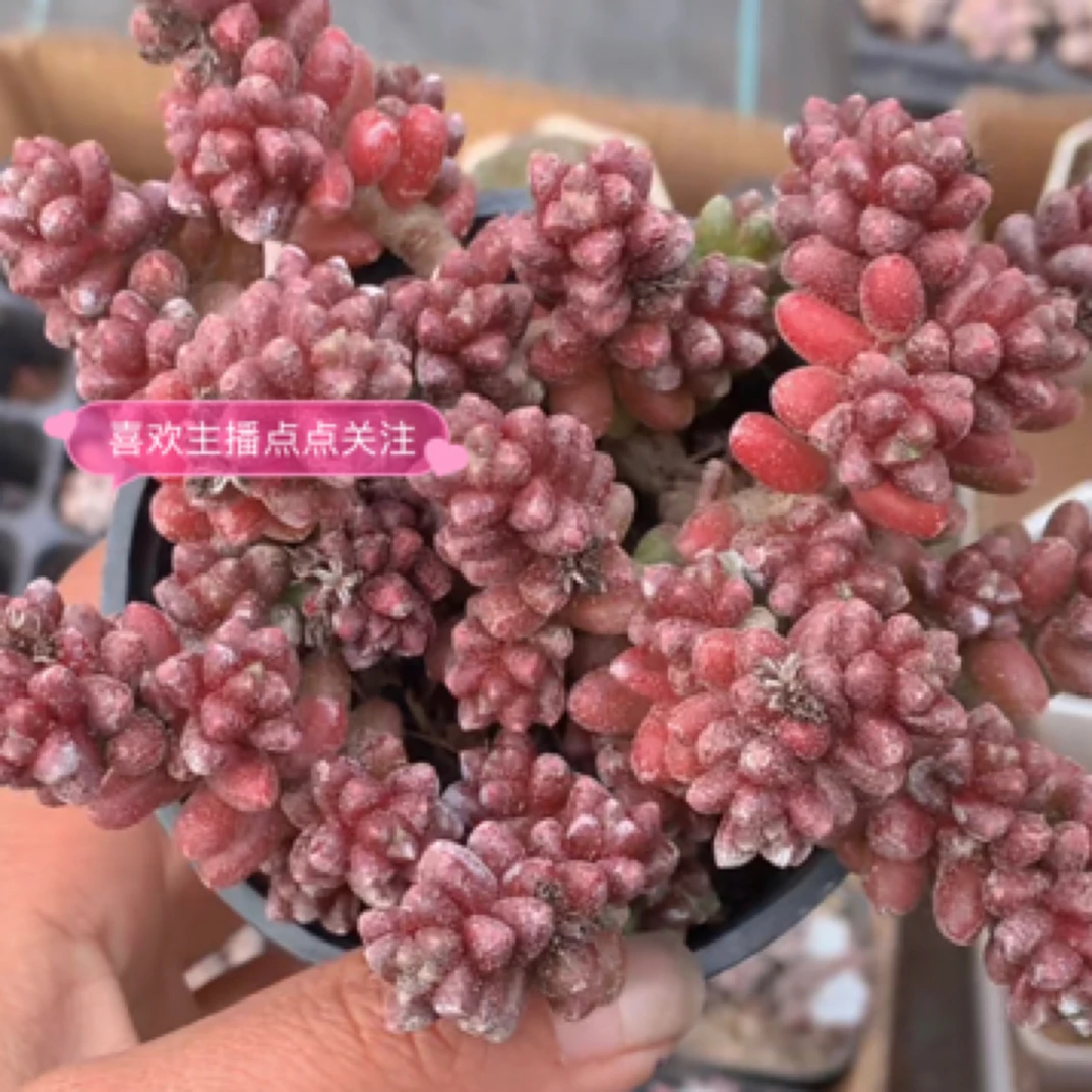 （1元包邮满18发货快有赠品）红珊瑚 4-5cm 网图 实物以直播