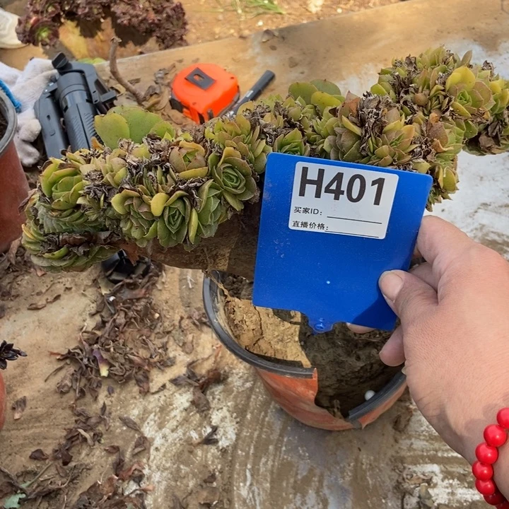 用***4401绿羊绒缀化老桩老桩