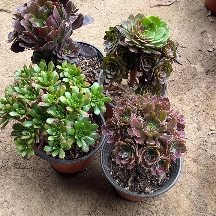 885多肉植物组合，