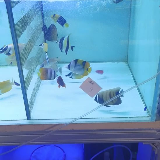 开口颗粒神像一条