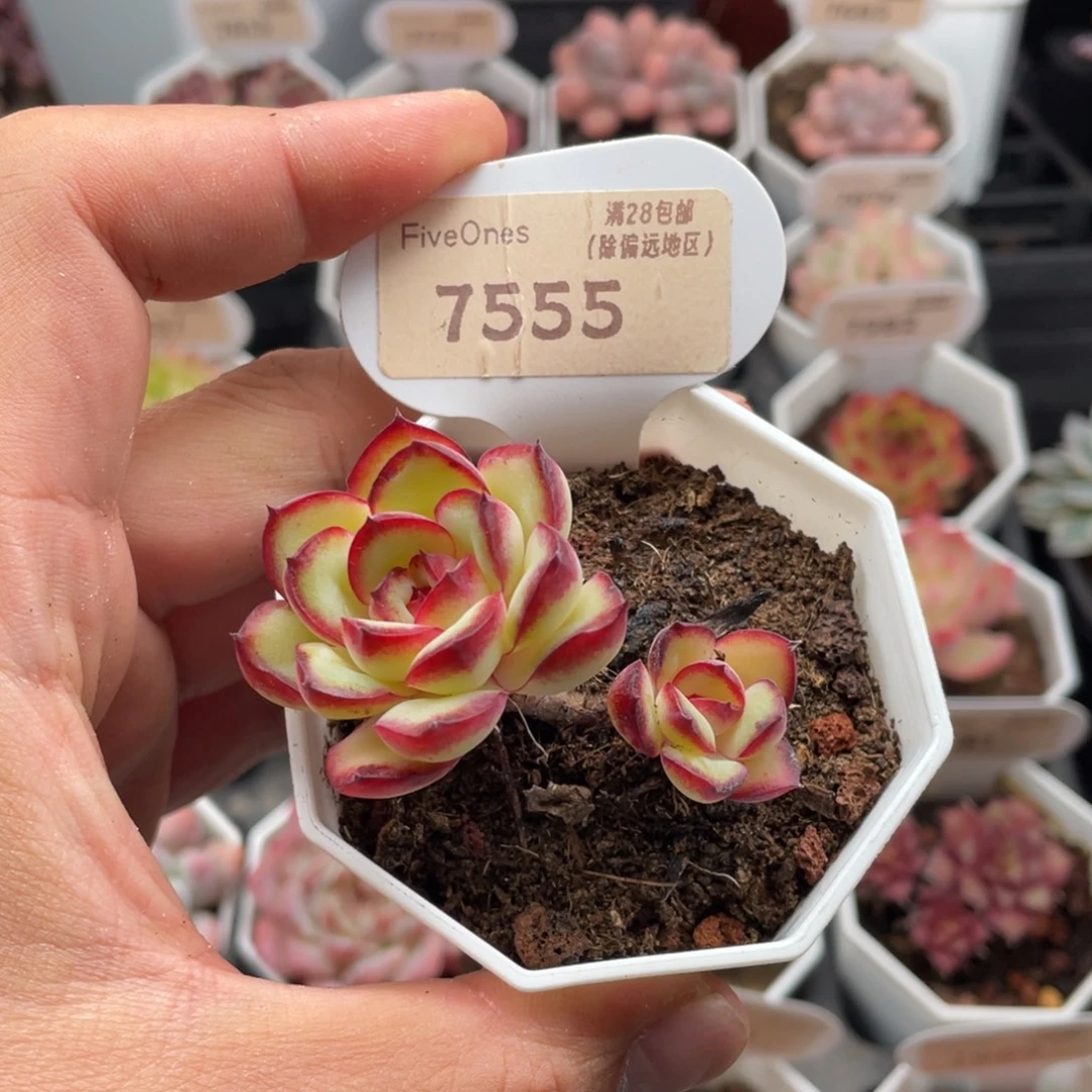 肉酱玫瑰7555-5.5厘米