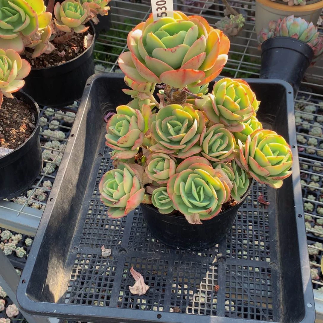 3530碧桃嗯嗯嗯哦嗯哦