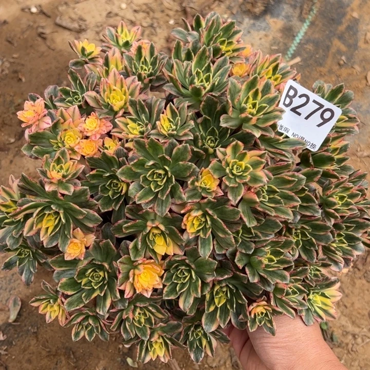 微瑕甜茶多肉植物279.