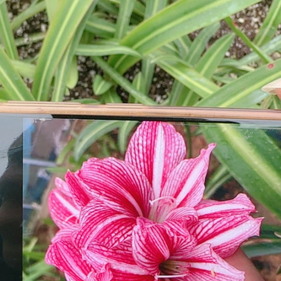 【闪购商品】无花朵3颗装玫瑰线