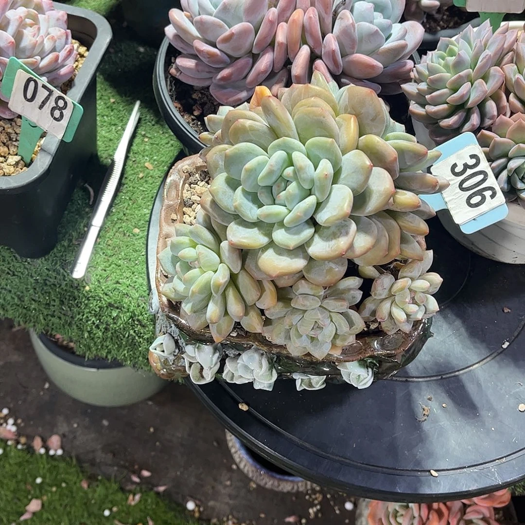 王****橙杂多肉植物保护306