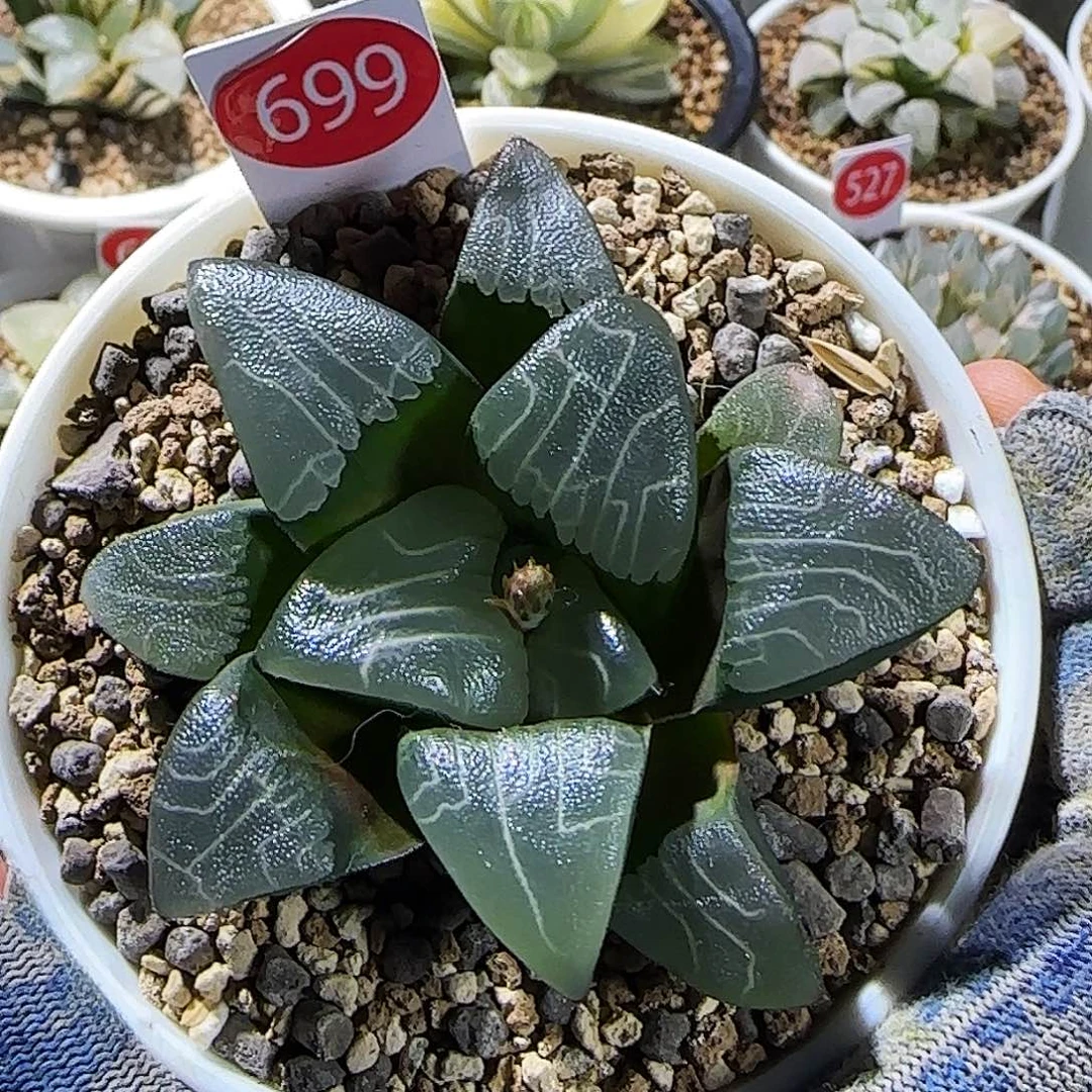 699号实生克优选孤品 7.5 厘米左右一物一拍带盆发货