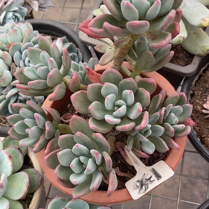 两单包邮，一物一拍138清新美人