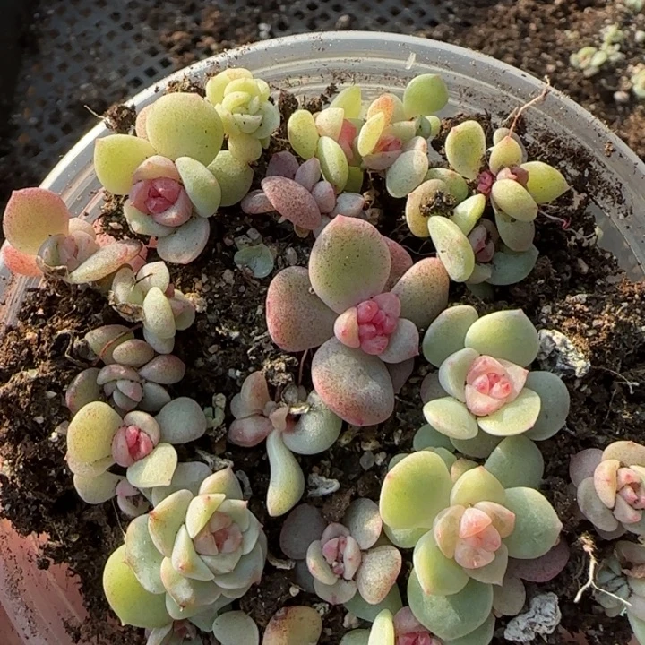 t***~28绝绝子多肉一盘