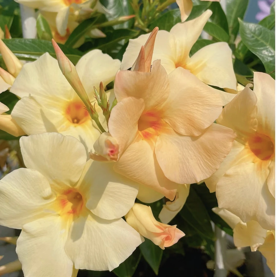 杏色飘香藤盆栽耐热好养多年生带花苞阳台庭院开花植物