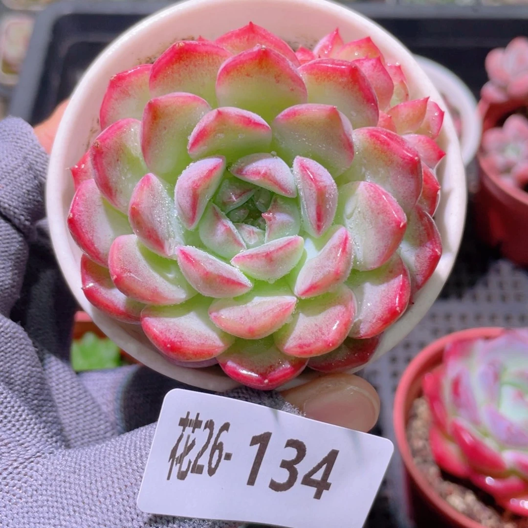 花利美26-134女王玫瑰