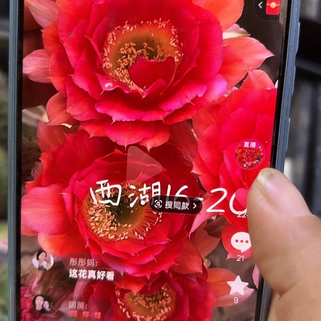 16-20无根侧牙四五公分
