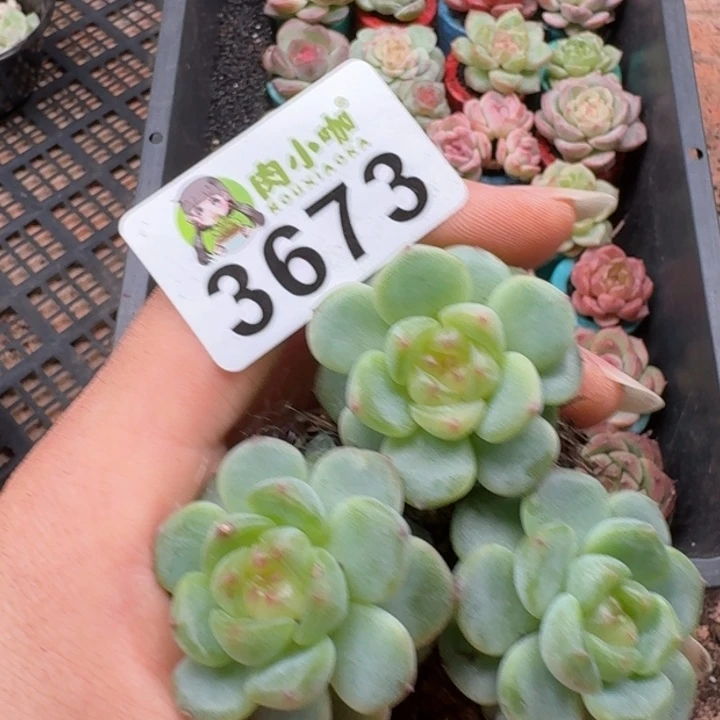 多肉植物多肉植物
