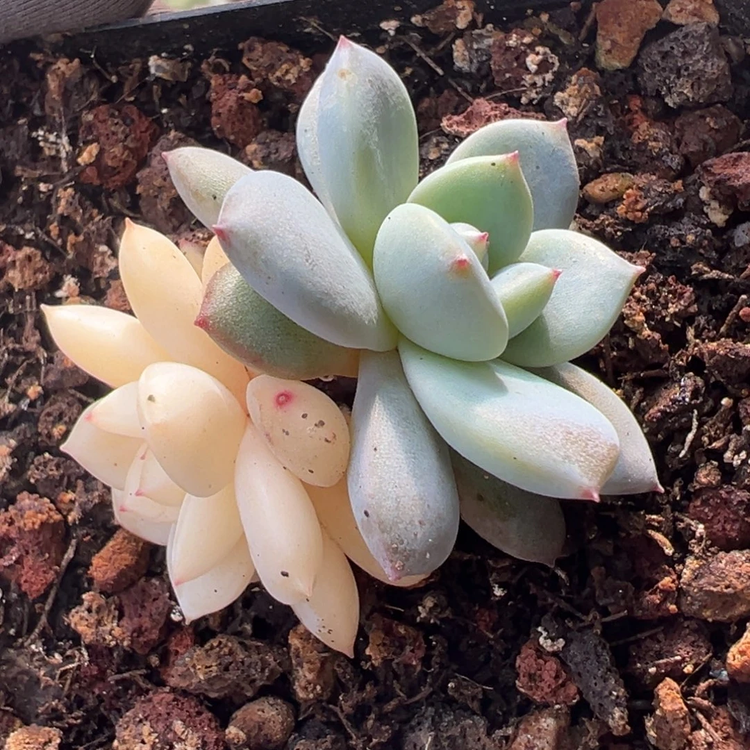 橙梦露锦，阴阳锦小苗