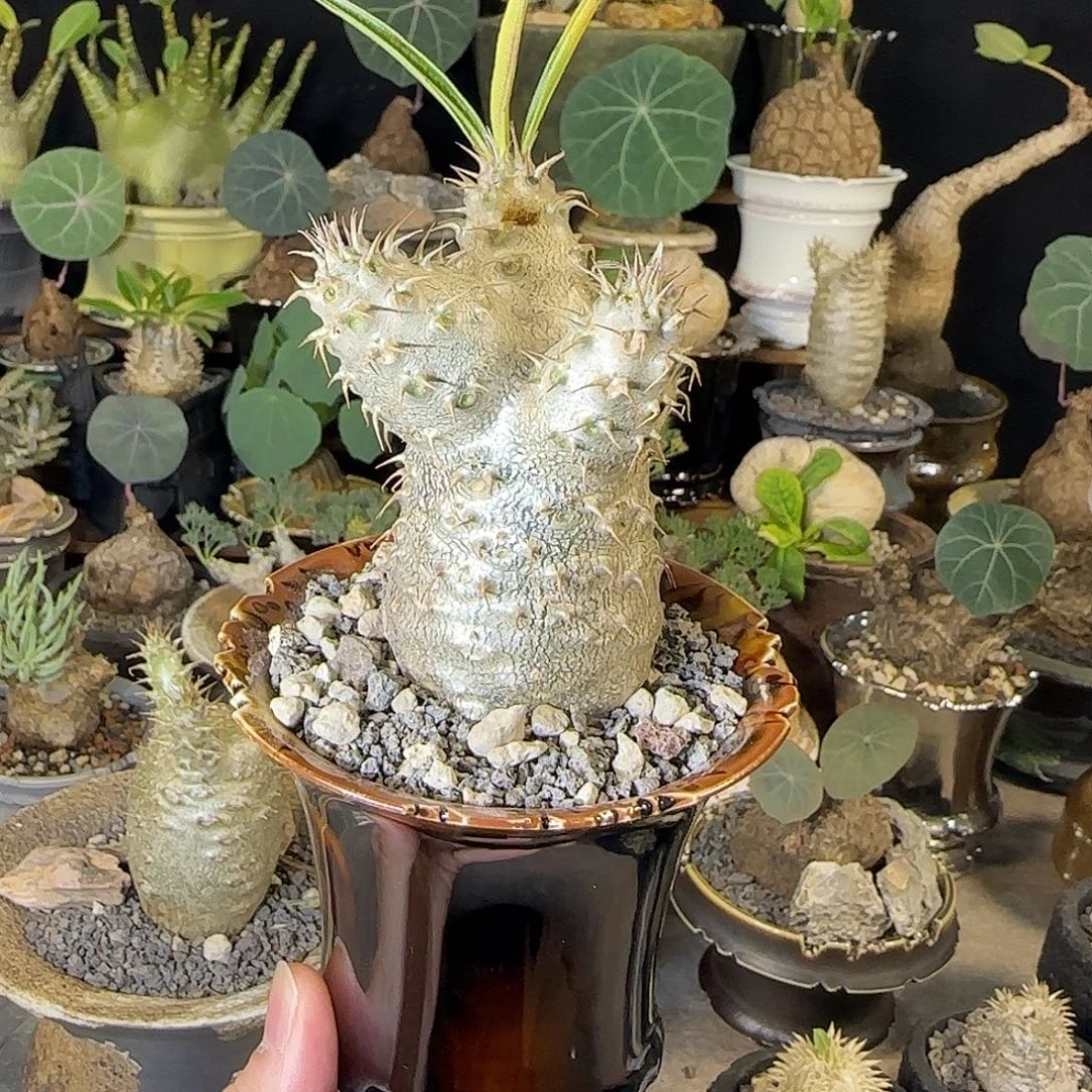 一物一拍象牙宫02